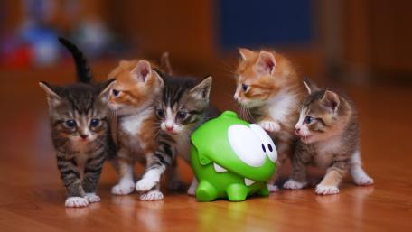 Adorable Kittens Playing with a Toy wallpaper