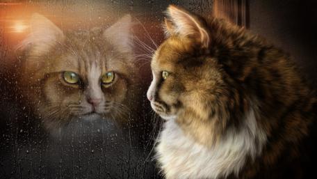 Whiskers and Reflection in Rainy Moments wallpaper