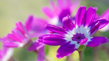 Vibrant Pink Blooms in Focus wallpaper