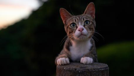 Charming Cat on a Post in Twilight Glow wallpaper