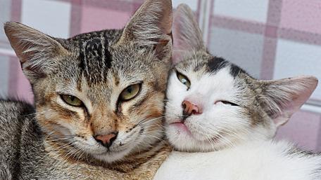 Cute Cats Snuggled Together wallpaper