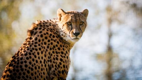 Majestic Cheetah in Nature's Embrace wallpaper