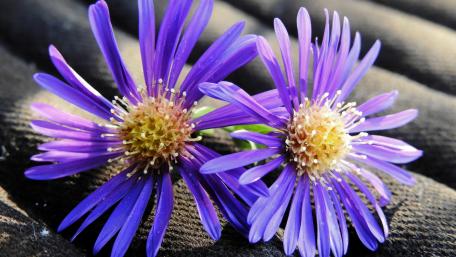 Vibrant Purple Flowers Radiating Beauty wallpaper