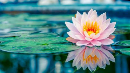 Serenity in Bloom with Waterlilies wallpaper