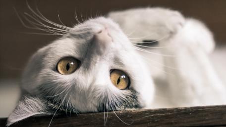 Charming Cat Captured in Playful Pose wallpaper