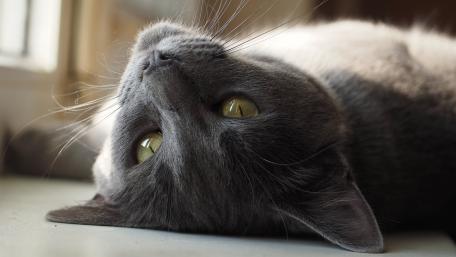 Charming Gray Cat in Relaxed Pose wallpaper