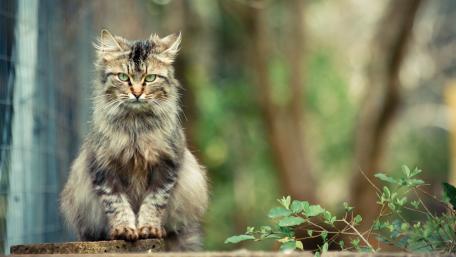 Majestic Feline in Nature's Embrace wallpaper