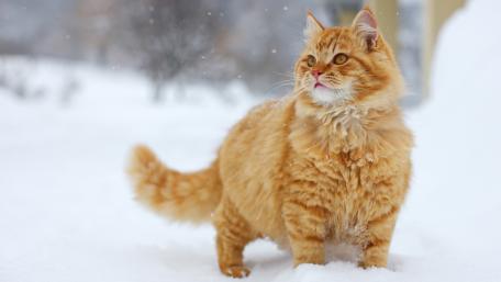 Fluffy Ginger Cat in Winter Wonderland wallpaper