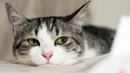 Charming Cat Close-Up Wallpaper wallpaper
