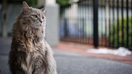 Majestic Cat Gazing Outdoors wallpaper