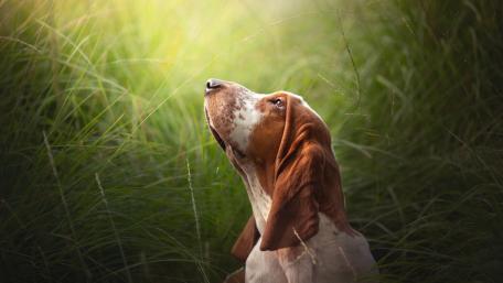 Gentle Dog Gazing at Nature's Beauty wallpaper
