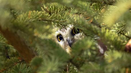 Hidden Owl Among the Pines wallpaper