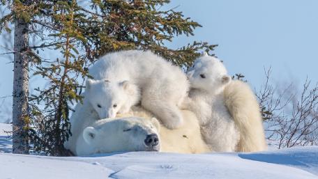 Cuddly Polar Bear Family in a Winter Wonderland wallpaper