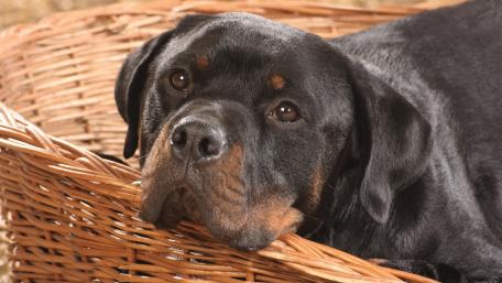 Gentle Rottweiler in a Cozy Basket wallpaper
