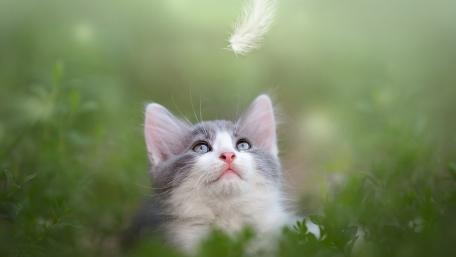 Curious Kitten Gazing at a Feather Floating Above wallpaper