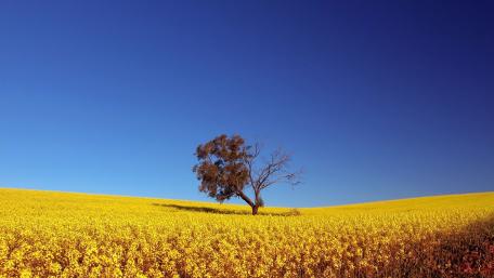 Serene Solitude Under a Blue Sky wallpaper