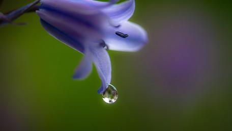 Elegant Blue Flower with Waterdrop Glow wallpaper