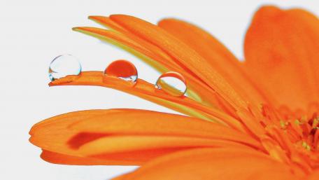 Vibrant Orange Flower with Dew Drops wallpaper