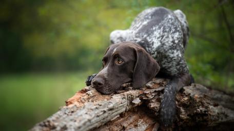 Melancholy Pup Resting on a Log wallpaper
