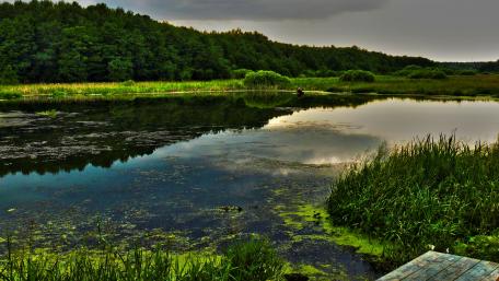 Serene Reflection in a Tranquil Wetland Scene wallpaper