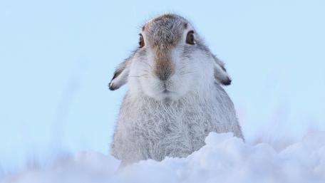 Snowy Bunny Gaze wallpaper