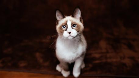 Charming Cat Portrait Captures Attention wallpaper