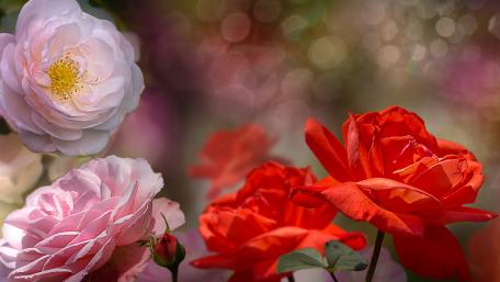 Vibrant Blossom Harmony of Roses and Camellias wallpaper