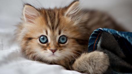 Fluffy Kitten with Blue Eyes wallpaper