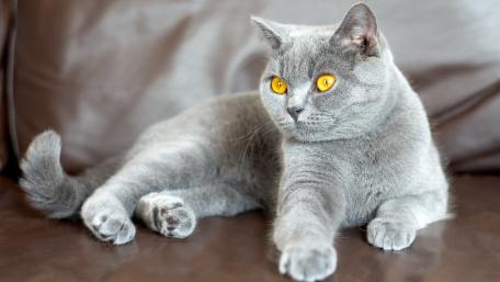 Majestic Grey Cat with Striking Eyes wallpaper