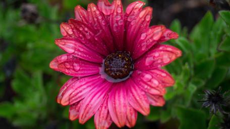 Vibrant Pink Flower with Raindrops Sparks Serenity wallpaper