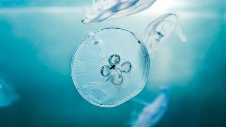 Captivating Underwater Jellyfish Encounter wallpaper