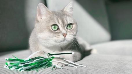 Elegant Cat with Green Eyes Relaxing on a Sofa wallpaper