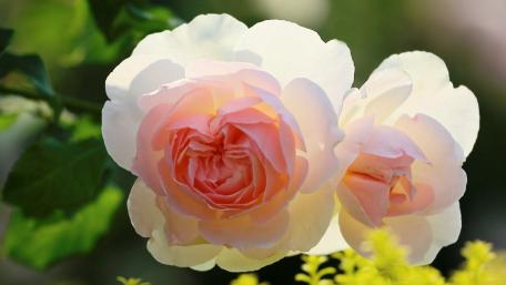 Delicate Pink Roses Embracing Nature's Beauty wallpaper