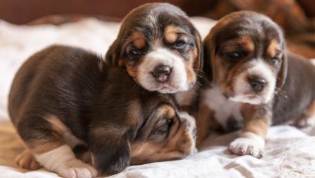 Adorable Beagle Puppies Playtime Memories wallpaper