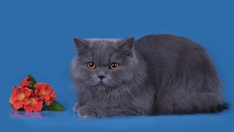 Gray Persian Cat Against Blue Background wallpaper