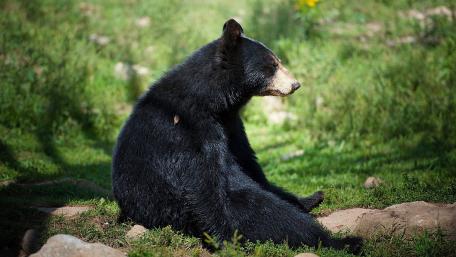 Majestic Black Bear in Nature's Embrace wallpaper