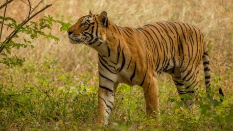 Majestic Tiger in Natural Habitat wallpaper