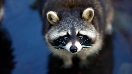 Curious Raccoon Gazing into the Lens wallpaper