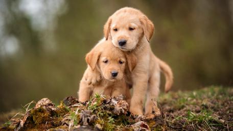 Adorable Golden Retriever Puppies Playing Together wallpaper