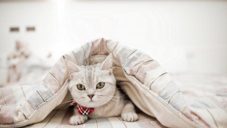 Cozy Cat Peeking from Under Blanket wallpaper
