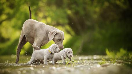Joyful Adventure of a Mother Dog and Her Puppies wallpaper