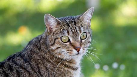 Curious Tabby Cat in Nature's Beauty wallpaper
