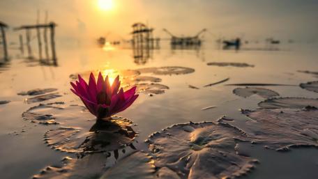 Majestic Serenity of Lotus at Sunset wallpaper