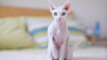 Unique Cat With Striking Eyes and Playful Aura wallpaper