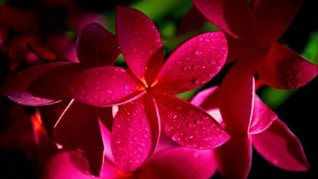 Vibrant Pink Blossoms Glimmering in Rainfall wallpaper
