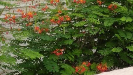 Vibrant Blossoms Among Lush Foliage wallpaper