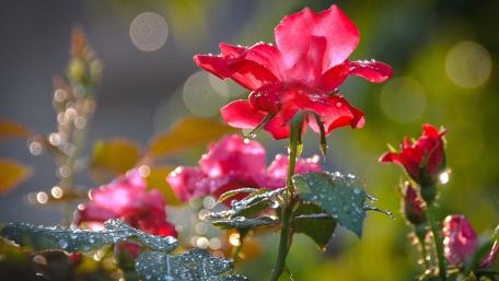 Vibrant Red Roses with Morning Dew wallpaper