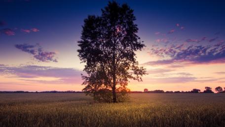 Solitary Tree at Sunset Glow wallpaper