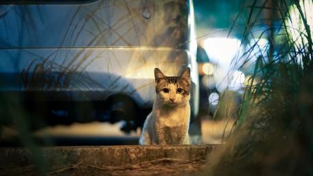 Street Cat at Night Watching for Adventure wallpaper