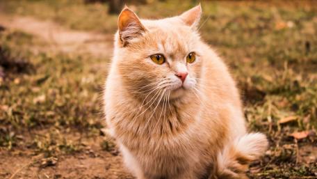 Charming Golden Tabby Cat in Nature Scene wallpaper